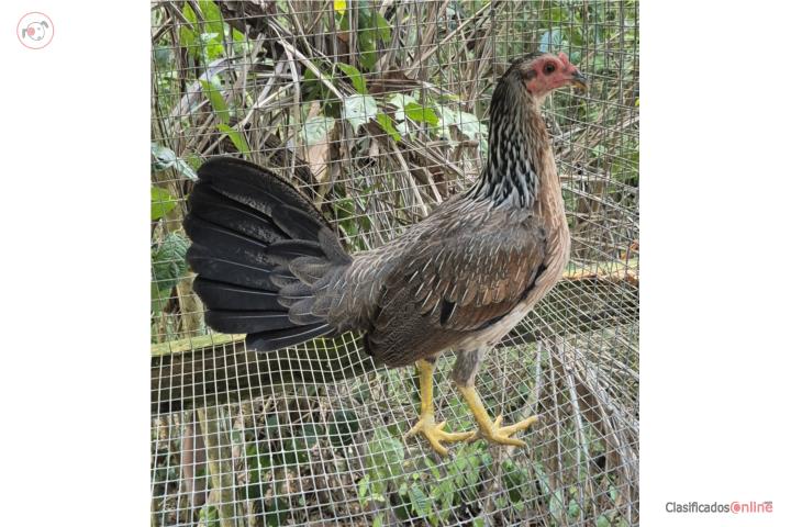 Gallina mexicana Puerto Rico