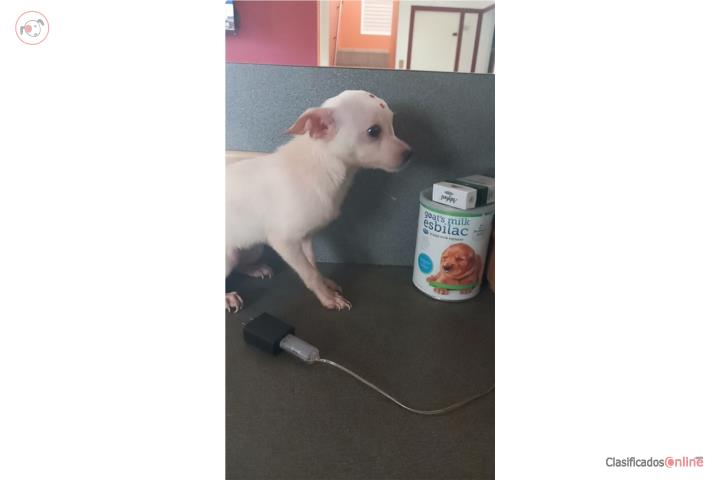 Chihuahua hembra Puerto Rico