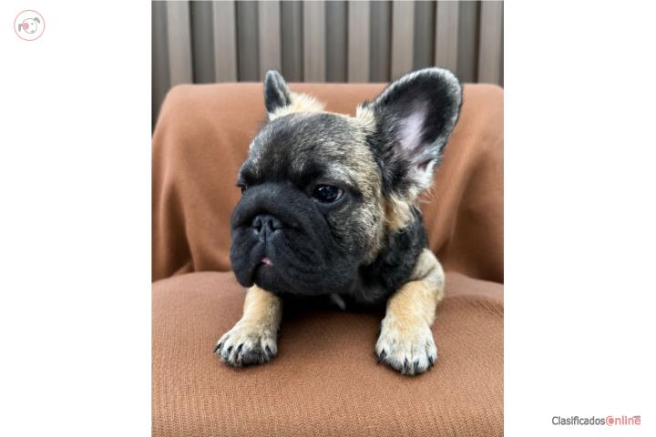 Frenchie Full Fluffy C2 Big Rope Puerto Rico