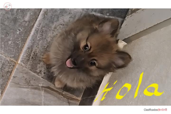 Pomeranian macho Puerto Rico