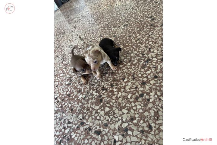 Chihuahua Puerto Rico