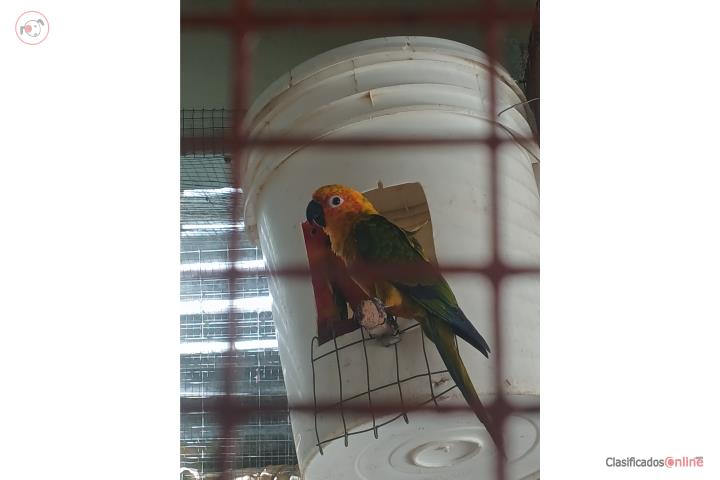 Jenday conure  Puerto Rico