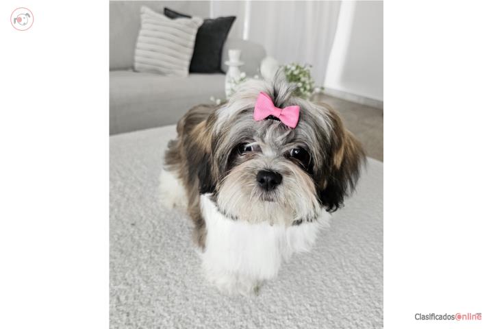 Hermosa Shih Tzu   Puerto Rico