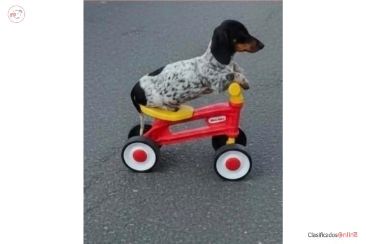 Dachshund Puerto Rico