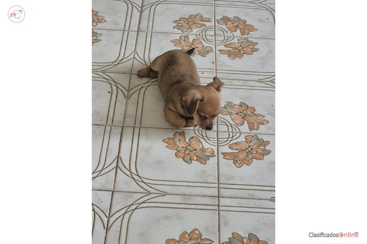 Puppy  Puerto Rico
