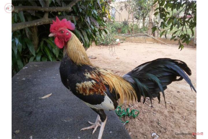 Cinco pollos cresta y barba finos Puerto Rico