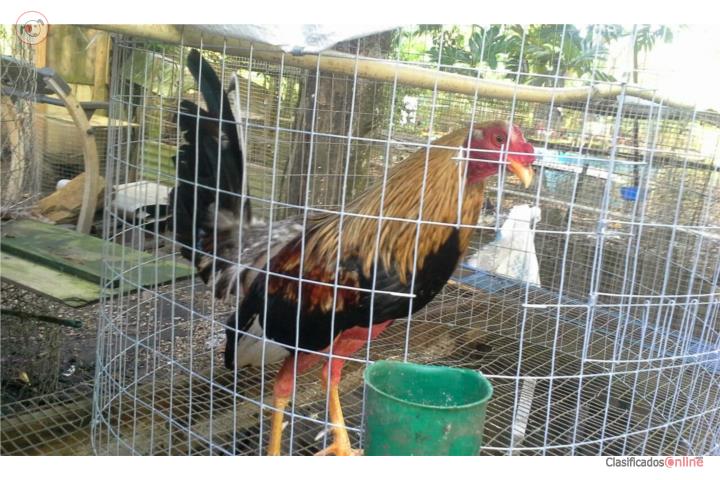 Dos padrotes probados y cuatro gallinas finas Puerto Rico