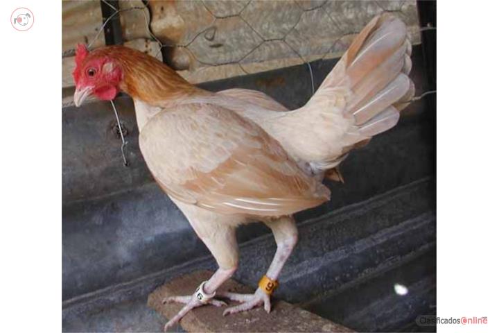 Gallinas finas para cantar escogidas Puerto Rico