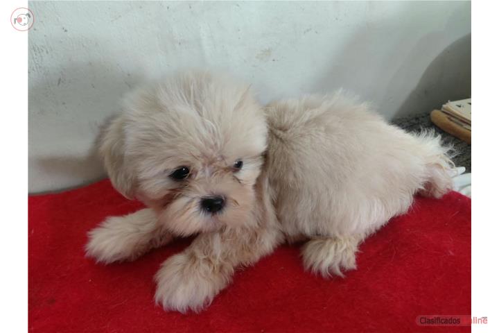Shih Tzu Machito  Puerto Rico
