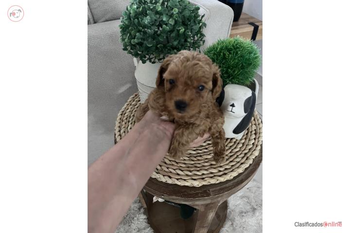 Toy Poodle macho  Puerto Rico