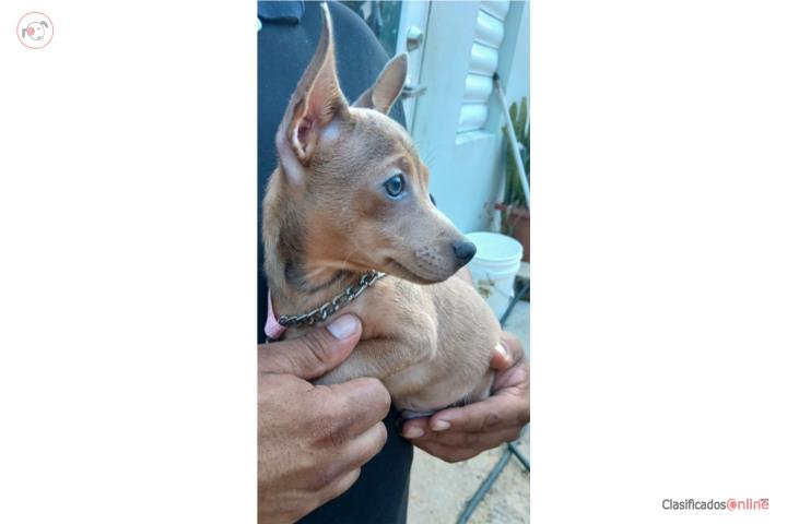 Chihuahua macho Puerto Rico
