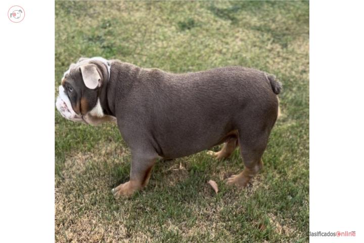 English bulldog Puerto Rico