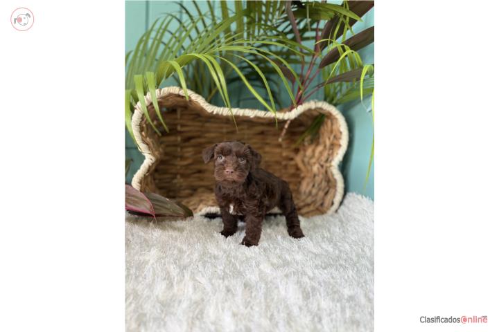 Mini Schnauzer chocolate macho  Puerto Rico