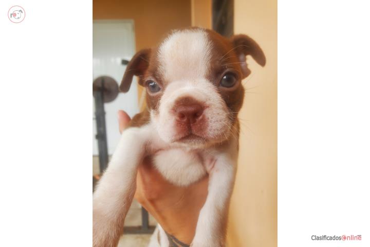 Boston terrier Puerto Rico