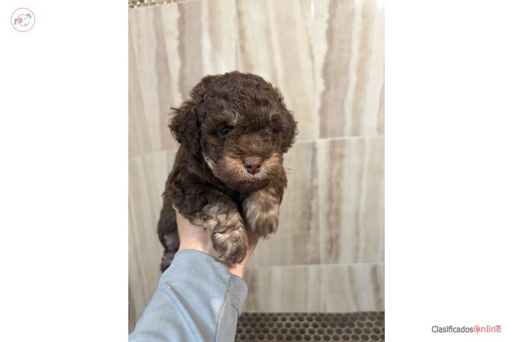 Toy poodle  Puerto Rico