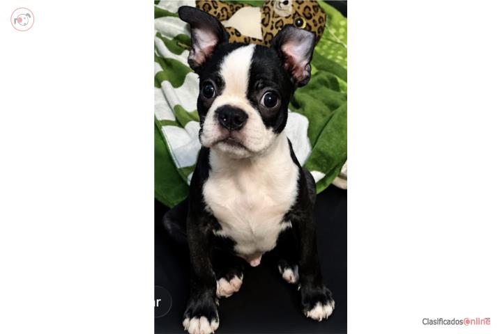 Preciosos Boston Terrier Machito Puerto Rico