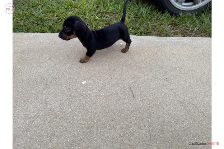 Salchicha hembra black n tan  Puerto Rico