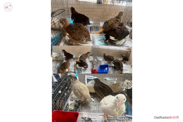 Lote de 10 Codorniz japonesa Puerto Rico