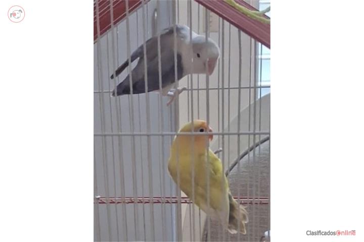 Pareja de Lovebird Puerto Rico