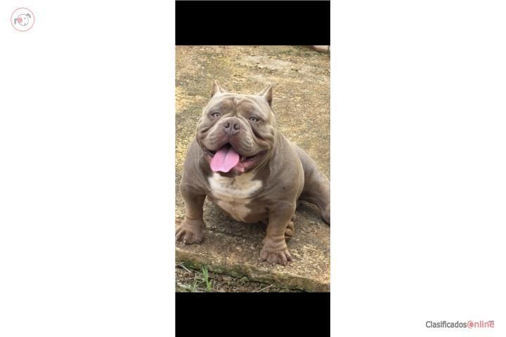 Bully Puerto Rico