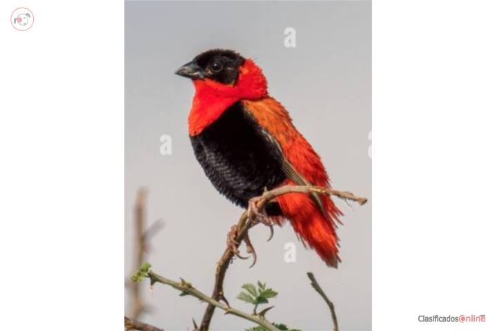 Finches Whidah Monjitas Orange Wiber pintados Puerto Rico