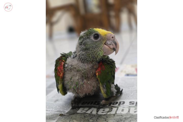 Amazona Double yellow Head Puerto Rico