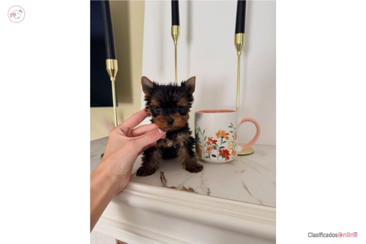 Adorable Cachorro Yorkie Teacup  Listo para  Puerto Rico