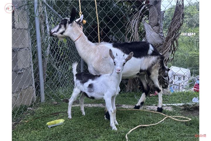 Cabra alpina con cría hembra  Puerto Rico