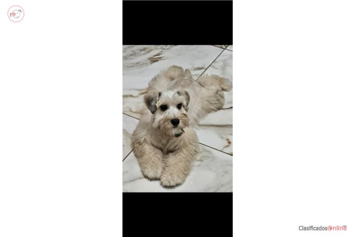 Schnauzer macho mega coat 1 año espectacular  Puerto Rico