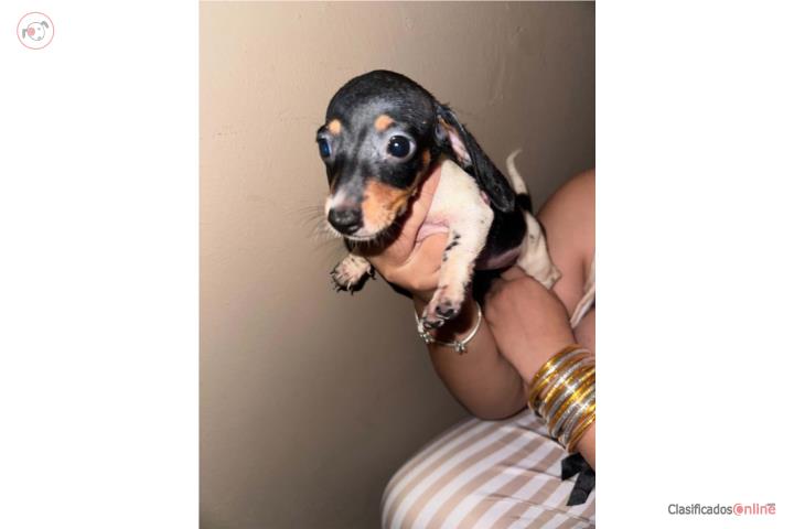 Nenas Daschund  Puerto Rico