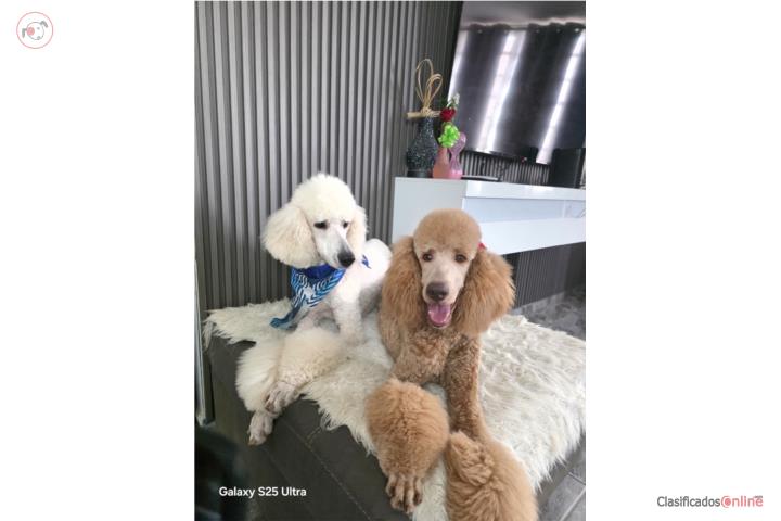 Camada de Standard Poodle para octubre  Puerto Rico