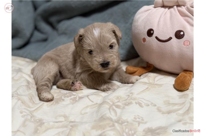 Schnauzer Mini Mega Coat Puerto Rico