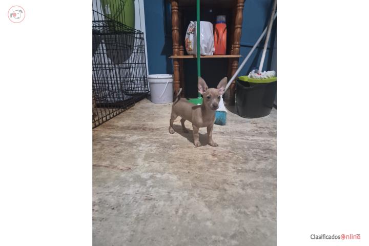 Chihuahua hembra dos meses  Puerto Rico