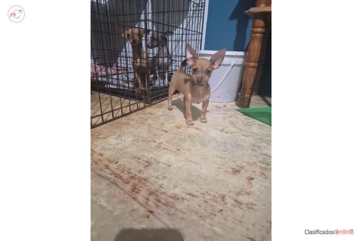 Chihuahua hembra Puerto Rico