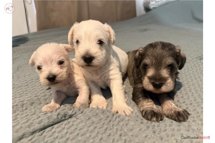 Mini Schnauzer Puerto Rico