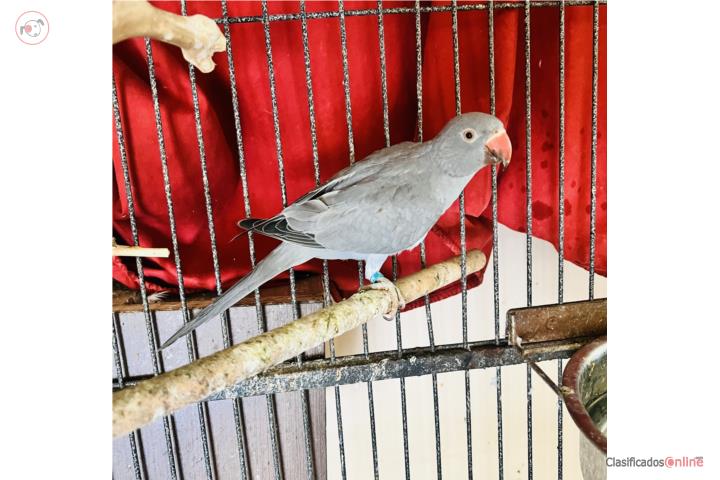 Ringneck Hembra con ADN Y Anillada Puerto Rico