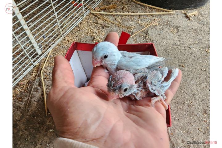 Cotorritas enanas exoticas para handfeeding Puerto Rico