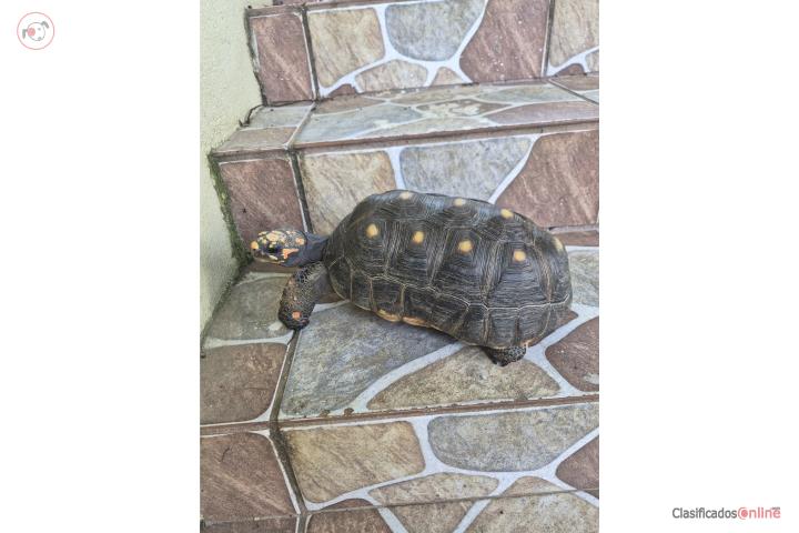 Tortuga red foot macho Puerto Rico