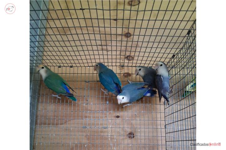 Lovebird juntos o separados Puerto Rico