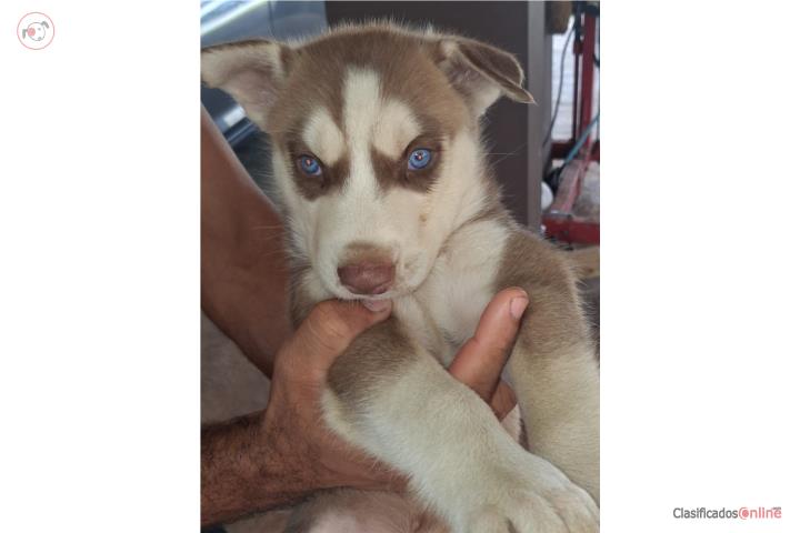 Siberian husky Puerto Rico