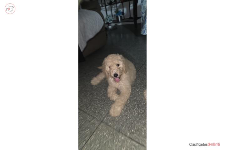 Poodle Standard  Puerto Rico