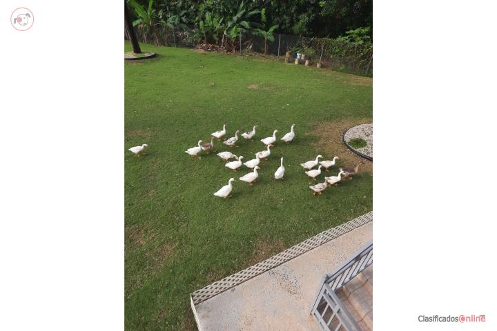 GANSOS MACHOS Puerto Rico