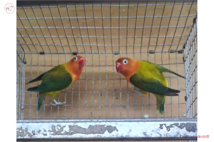 Pareja de lovebird ready Puerto Rico