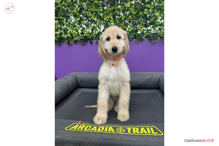 Afghan Hound Hembra  Puerto Rico