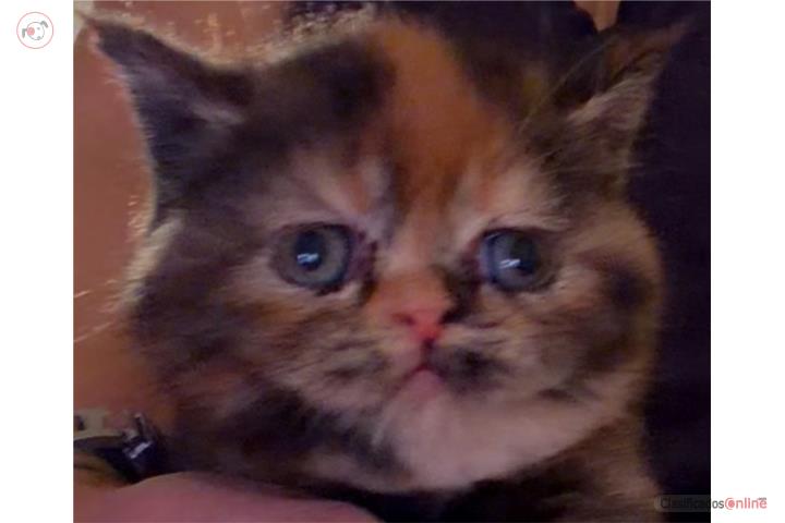 British Shorthair  Puerto Rico