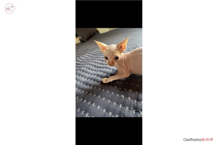 Sphynx macho Puerto Rico