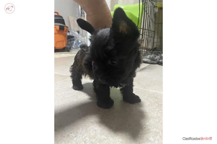 Yorkie hembra vacunada Puerto Rico