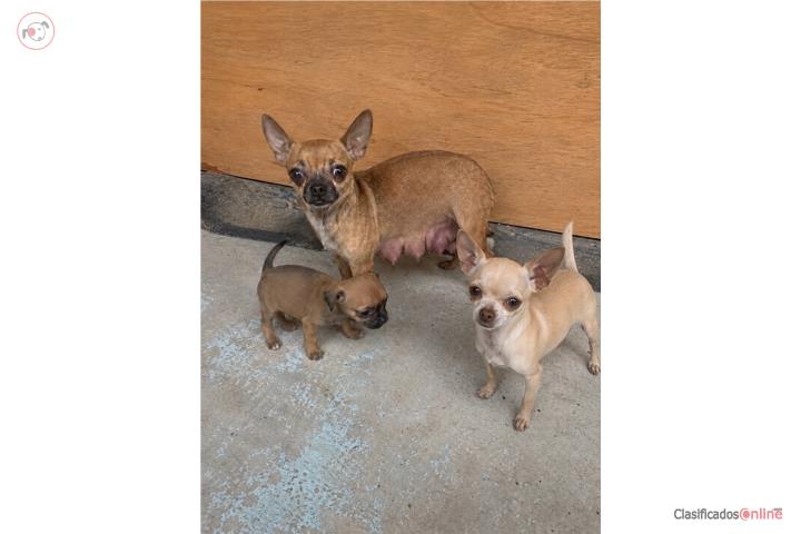 Chihuahua hembra  Puerto Rico
