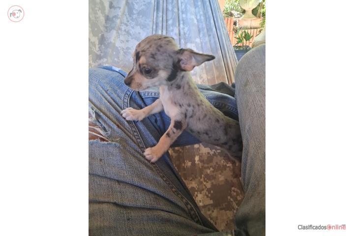 Chihuahua Puerto Rico