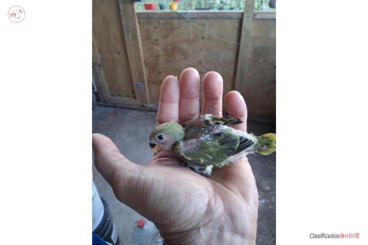 Lovebird para criar a mano opalino Puerto Rico